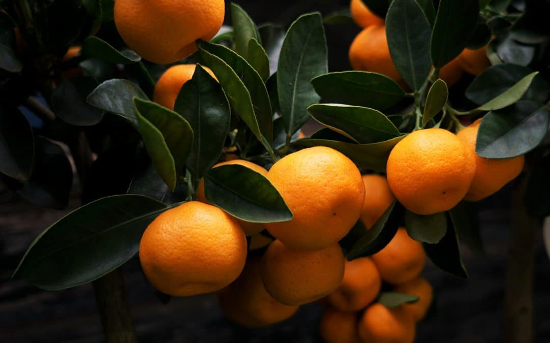 Citrus Agricultural Cooperative Migrates to Cloud with VMware on AWS